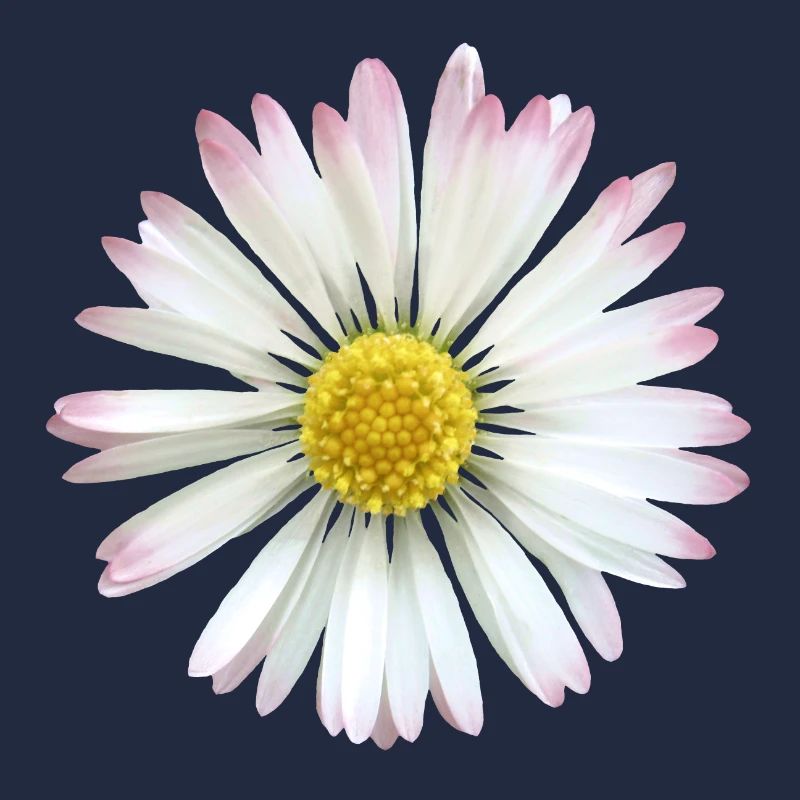 Gänseblümchen Margeriten Blume, Blüte, blumig