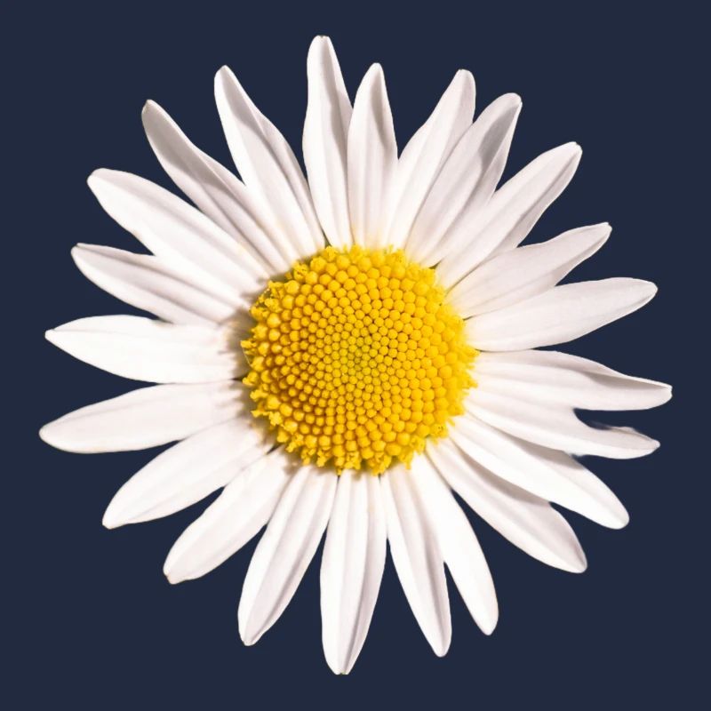 Gänseblümchen