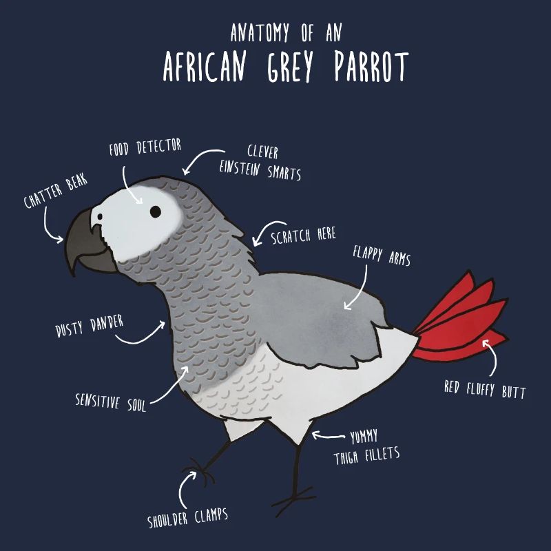 Ball Python Anatomy