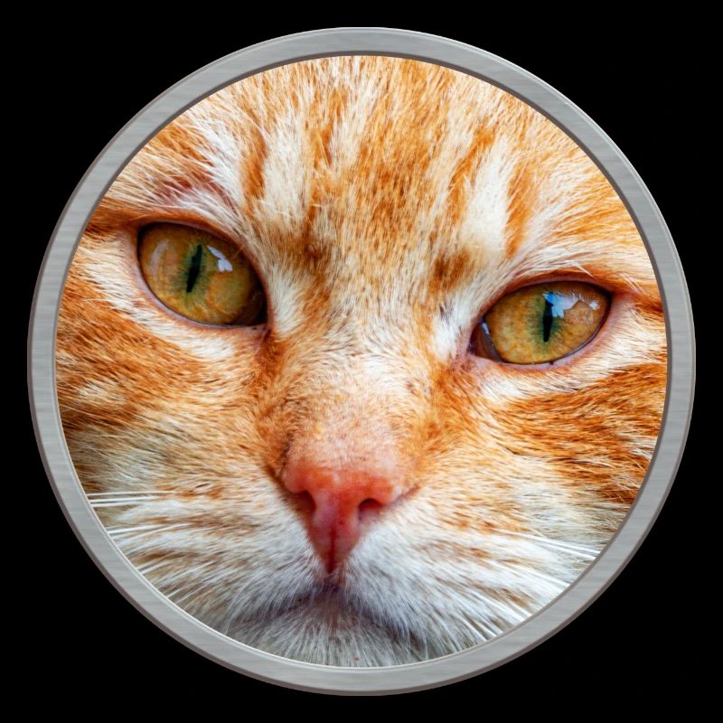 Visage de chat, chat rouge