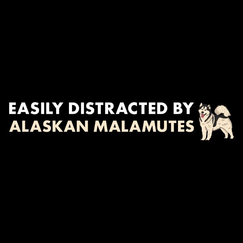 Facilement distrait par le malamute d’Alaska