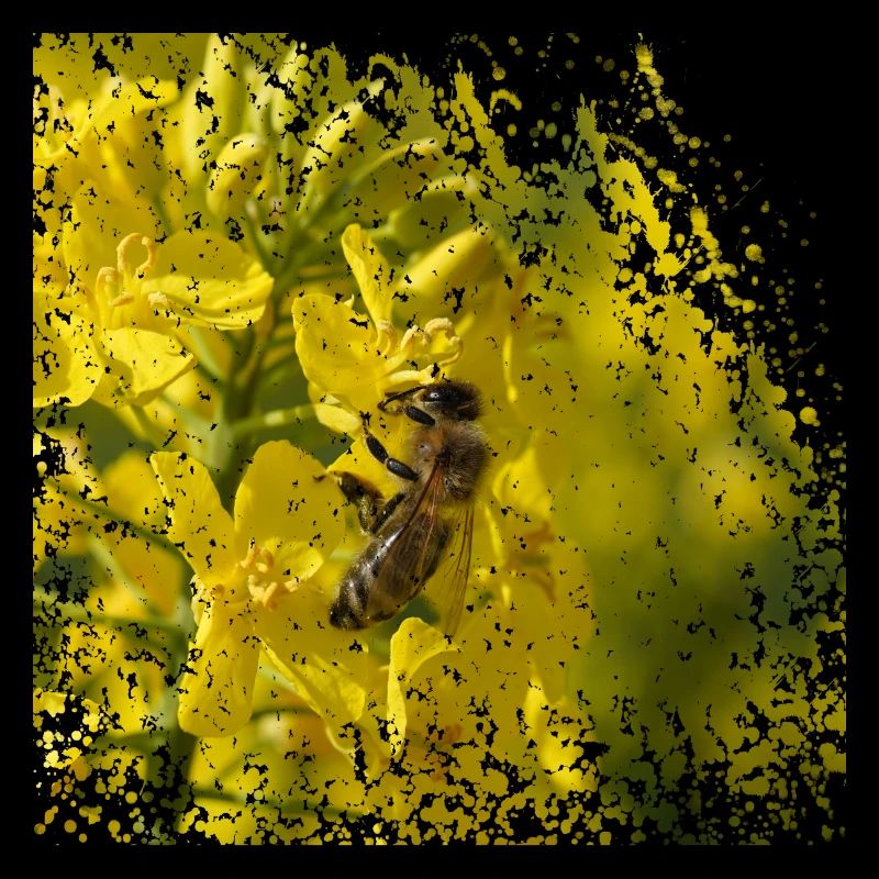 Bee on rapeseed blossom