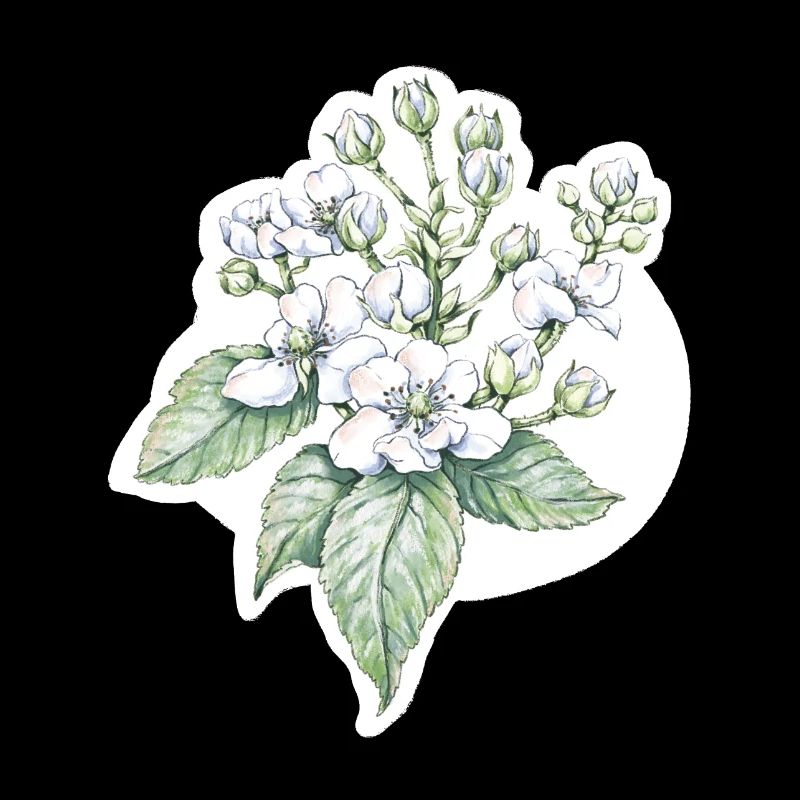Fleur de mûre - dessin