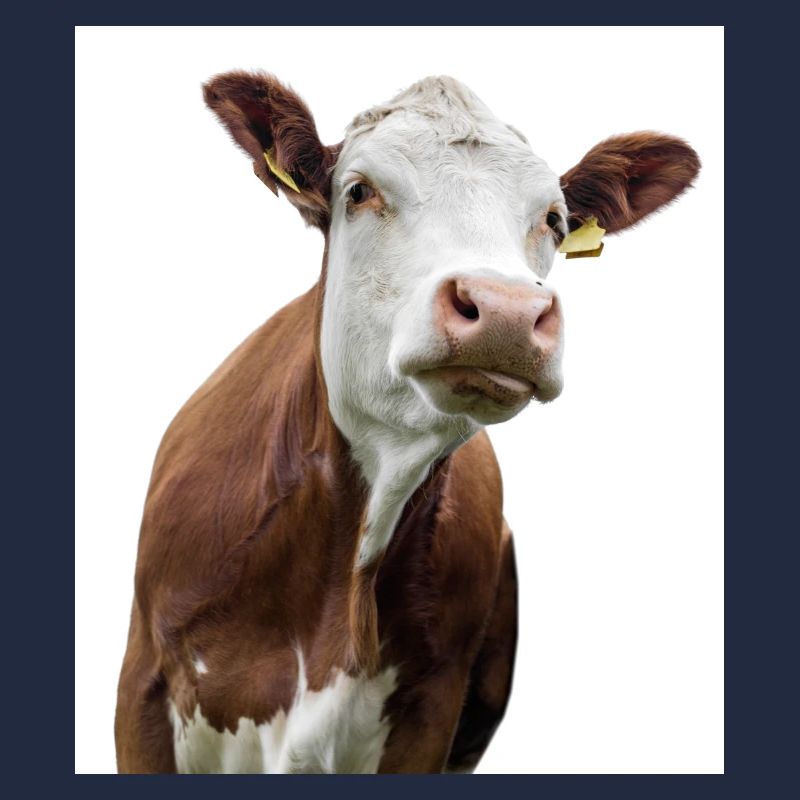 Vache. Vache. Koe. co. vaca. Ku. lehmä. Vache