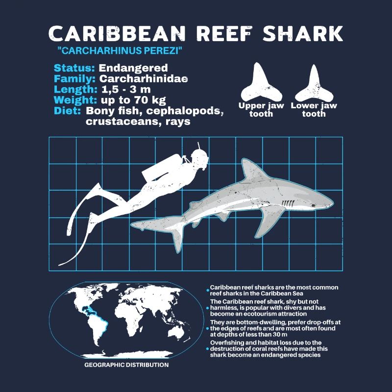 Caribbean Reef Shark Datasheet
