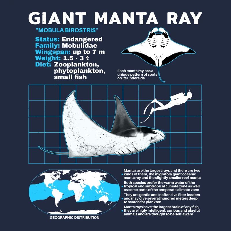 Fiche technique des raies manta