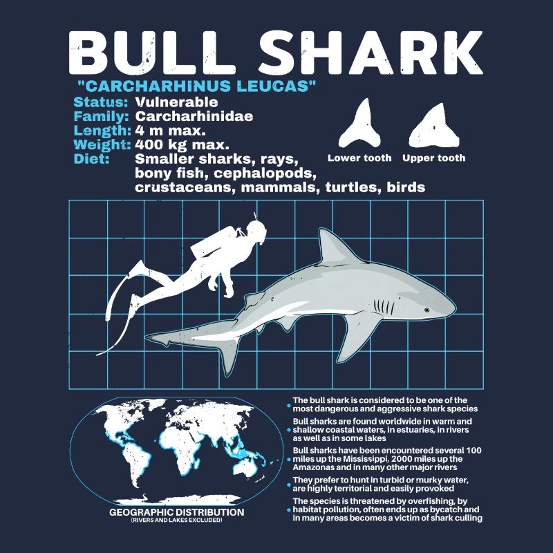 Fiche technique du requin bouledogue