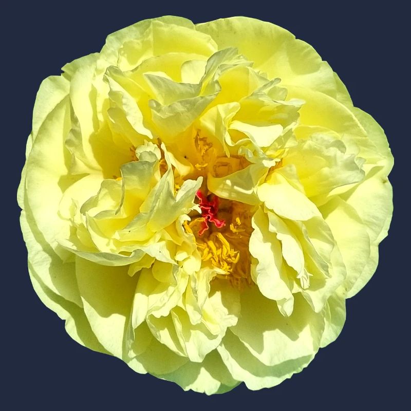 Fleur Jaune Fleur Simple Fleur Carnaval Pivoine