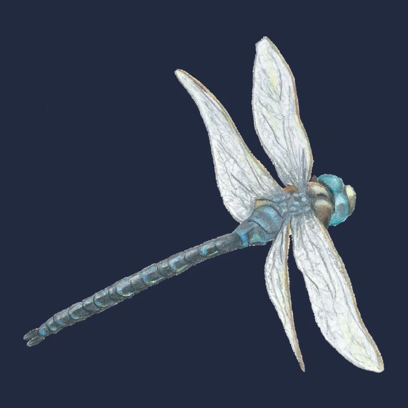 Illustration de libellule sarcelle