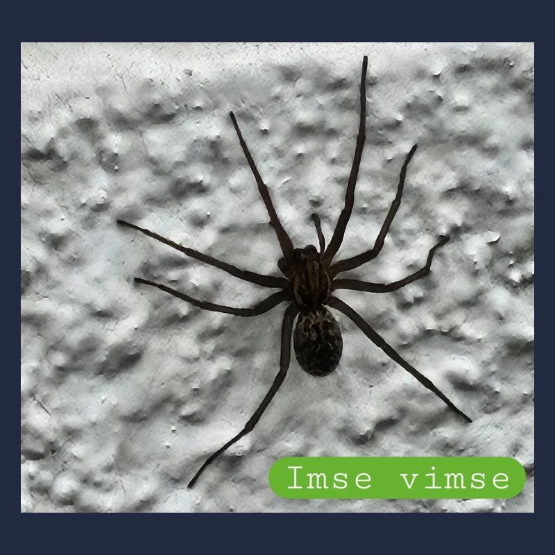 Spinne