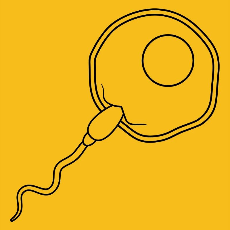 fertilization egg insemination egg sperm sperm