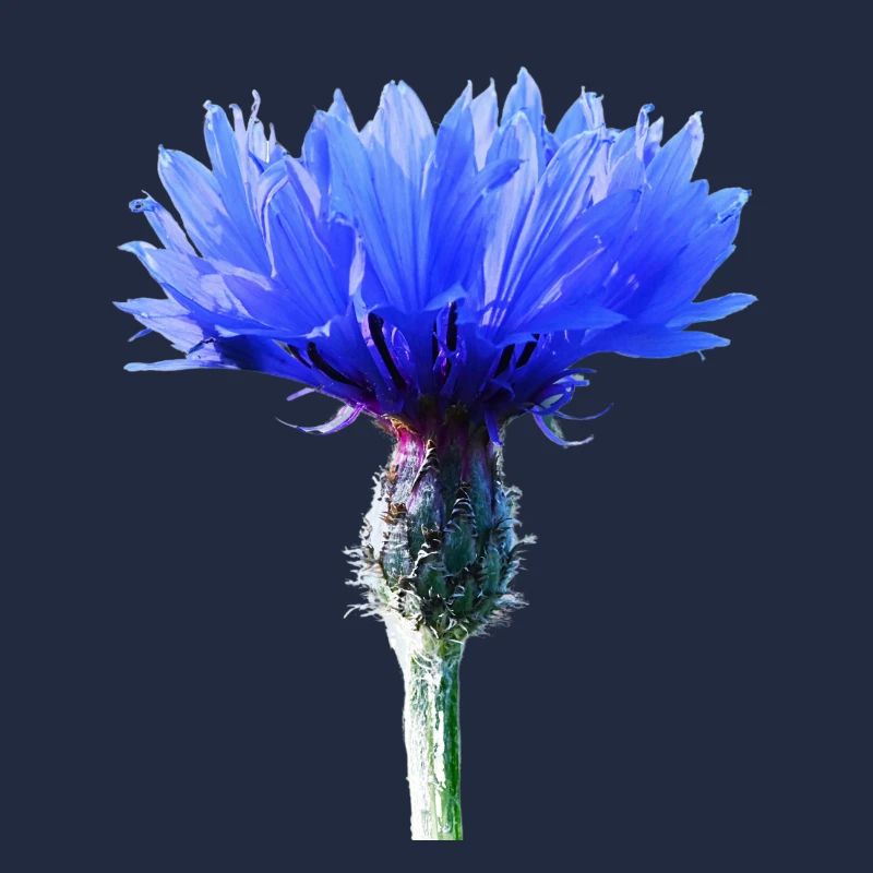Kornblume