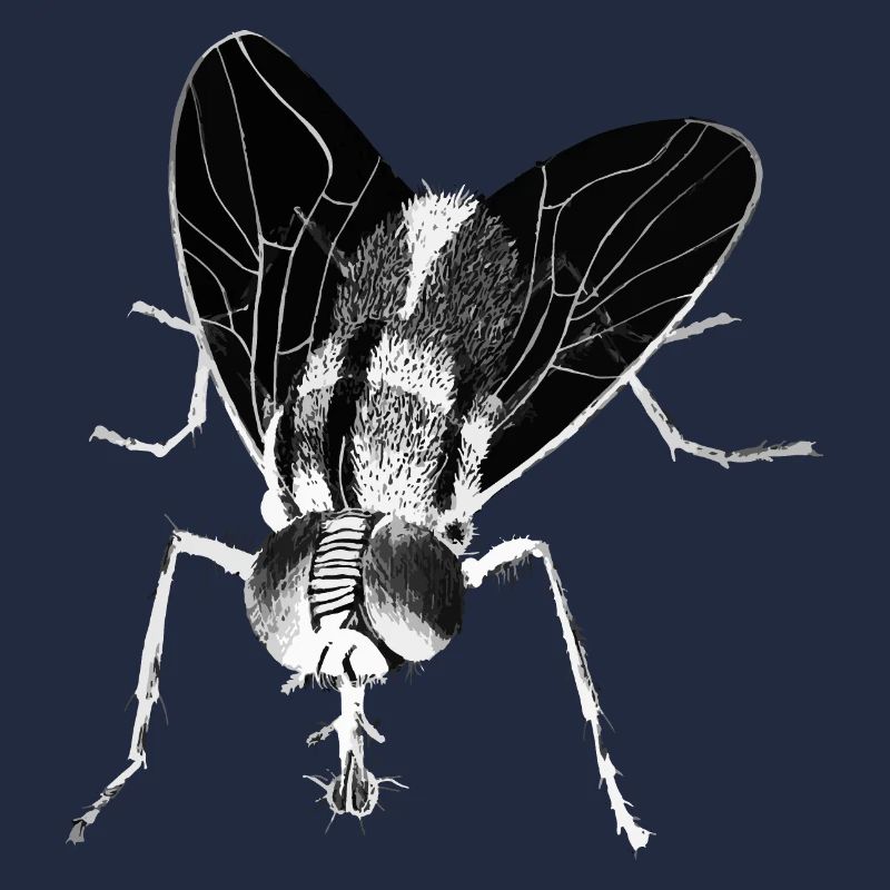 Mouche - Insecte