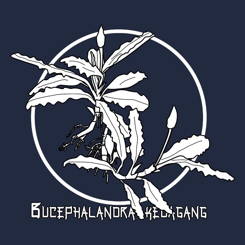 Bucephalandra kedagang