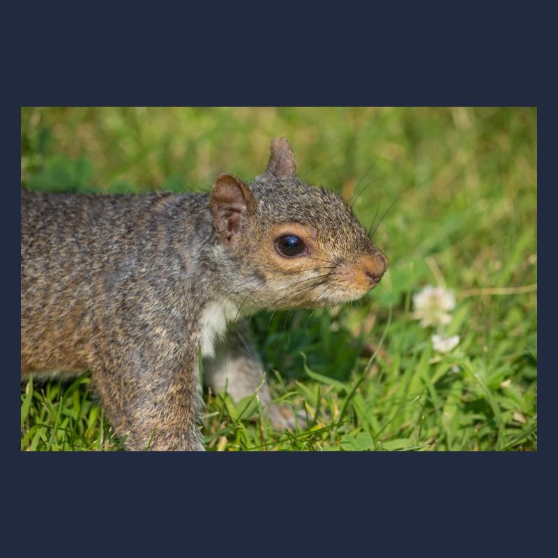 Grauhörnchen Sciurus carolinensis