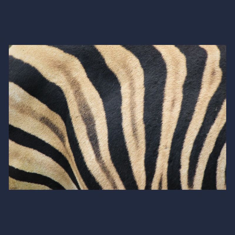 Zebra (auf Deutsch Zebra oder Zebras) Hippotigris