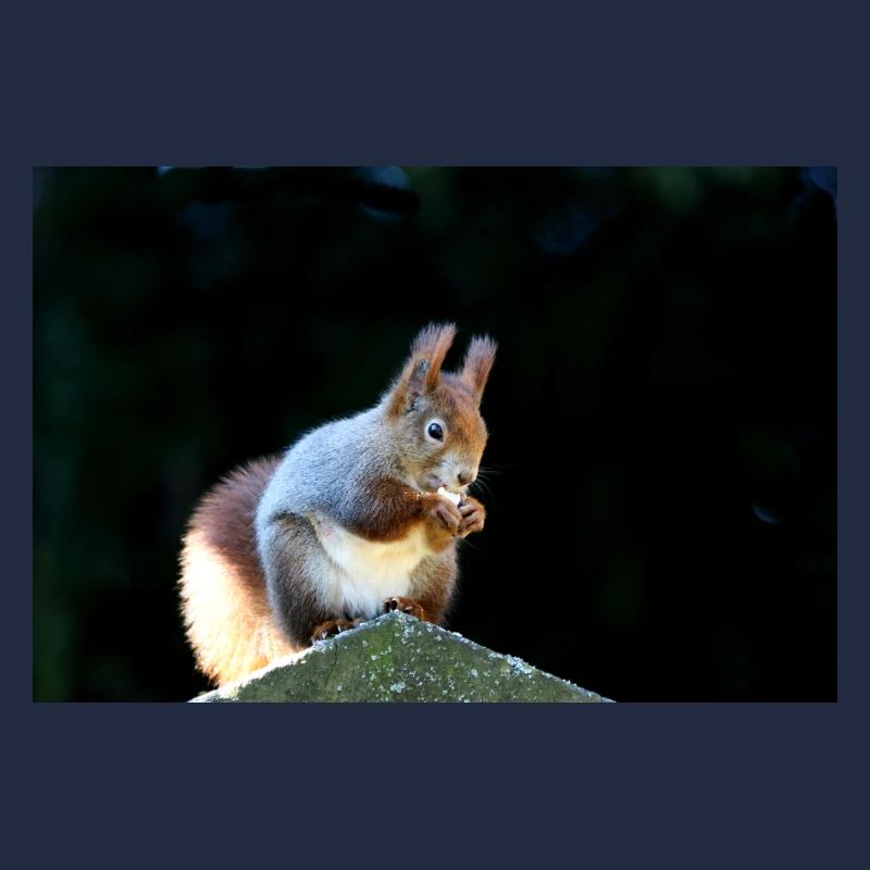 Eichhörnchen, Isibat