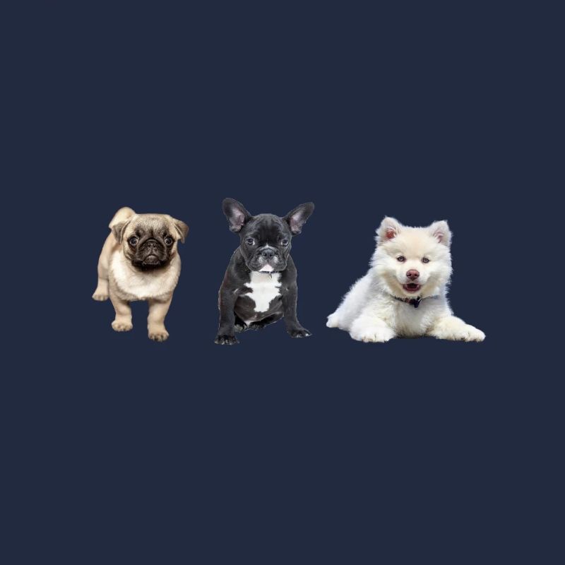 Mops Welpe