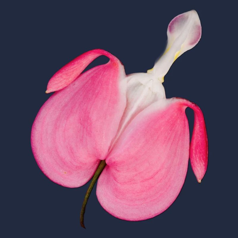Blume erotisch