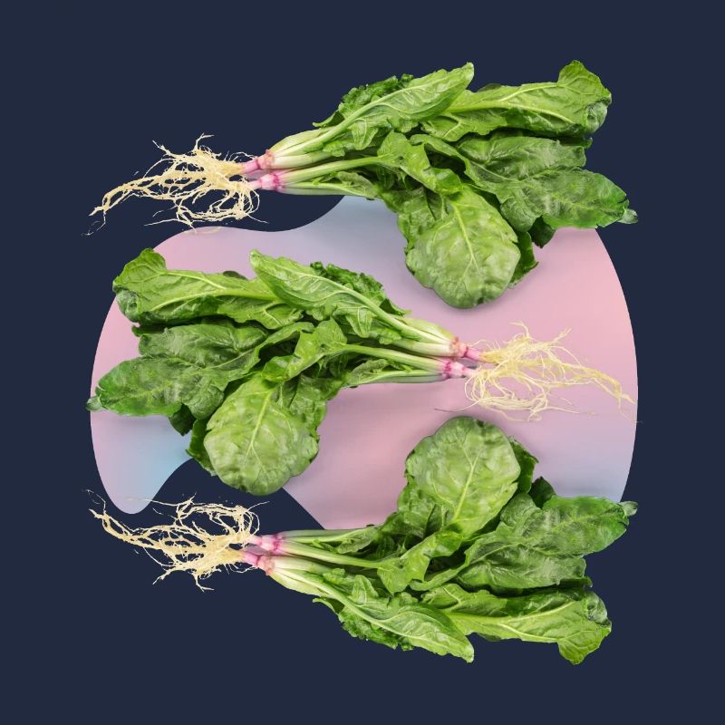 Spinat, frischer Spinat-Spinach Blattspinat