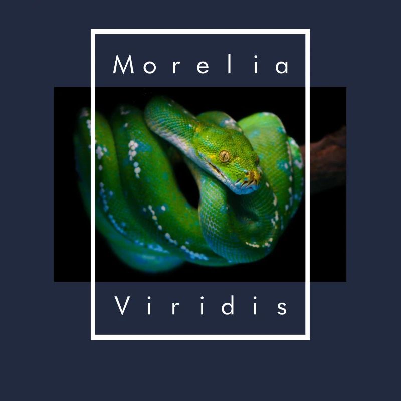 Morelia Viridis Arbre Vert Python Serpent Gardien