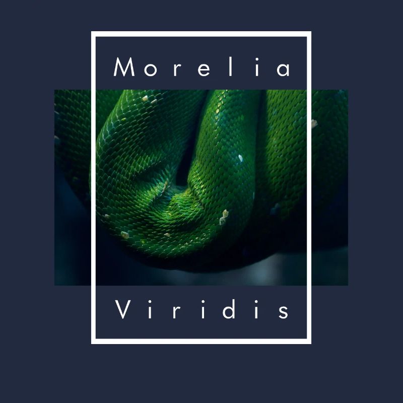 Arbre vert Python Morelia Viridis Serpent