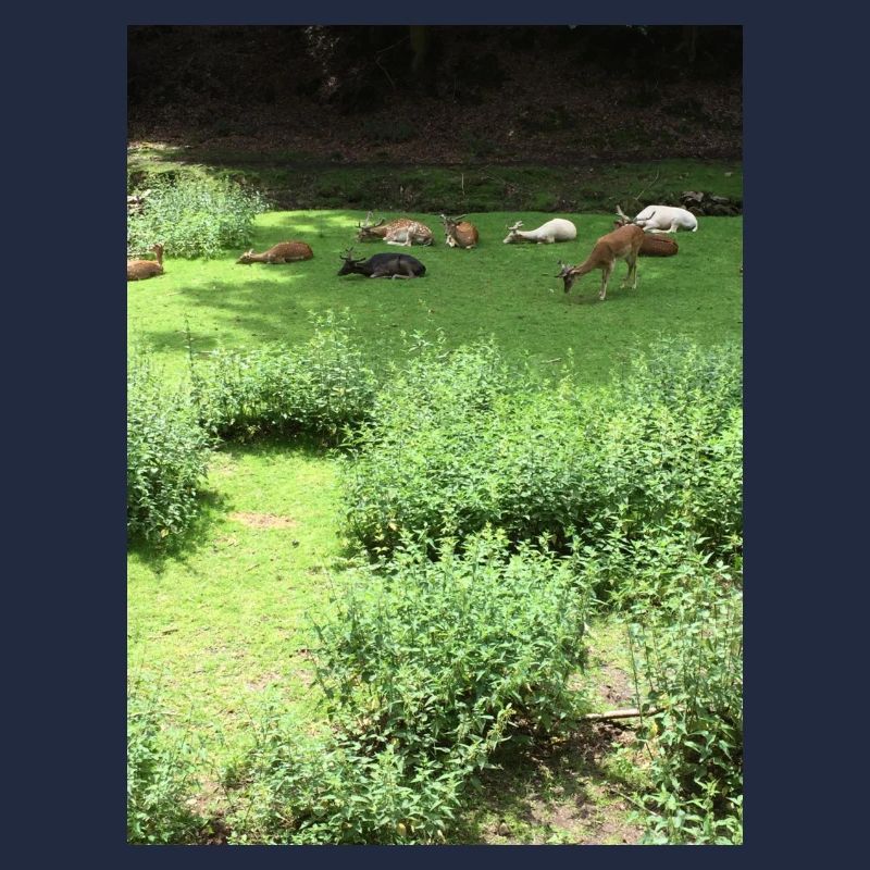 Faune