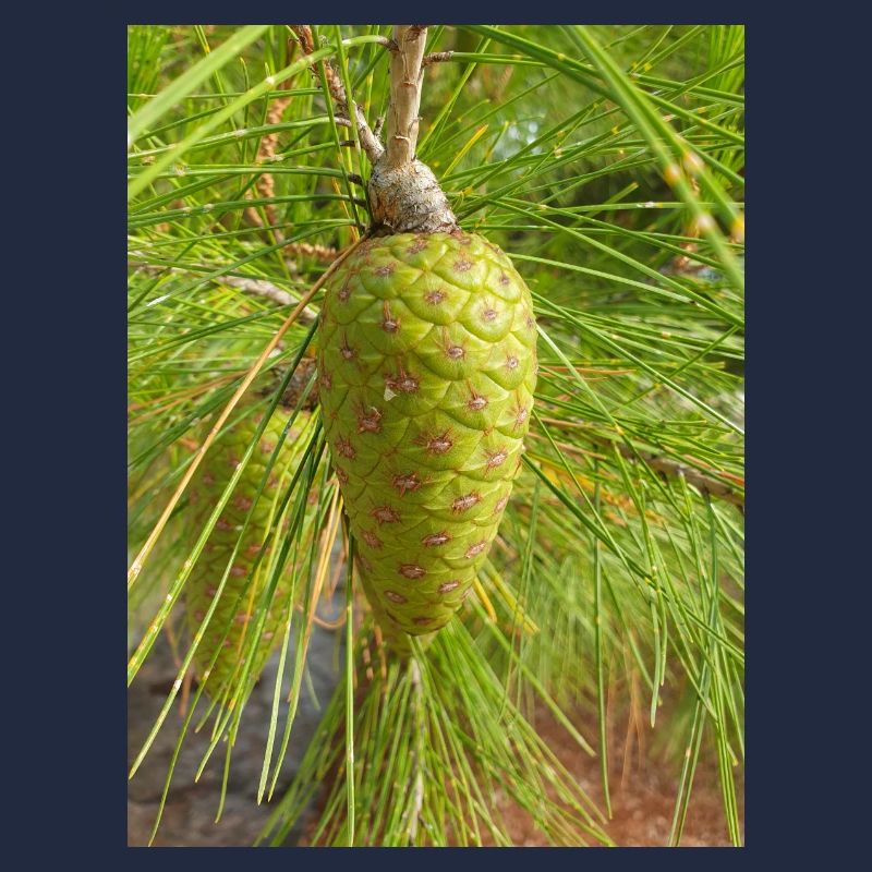 Aleppo pine also Jerusalem pine Aleppo-Kiefer