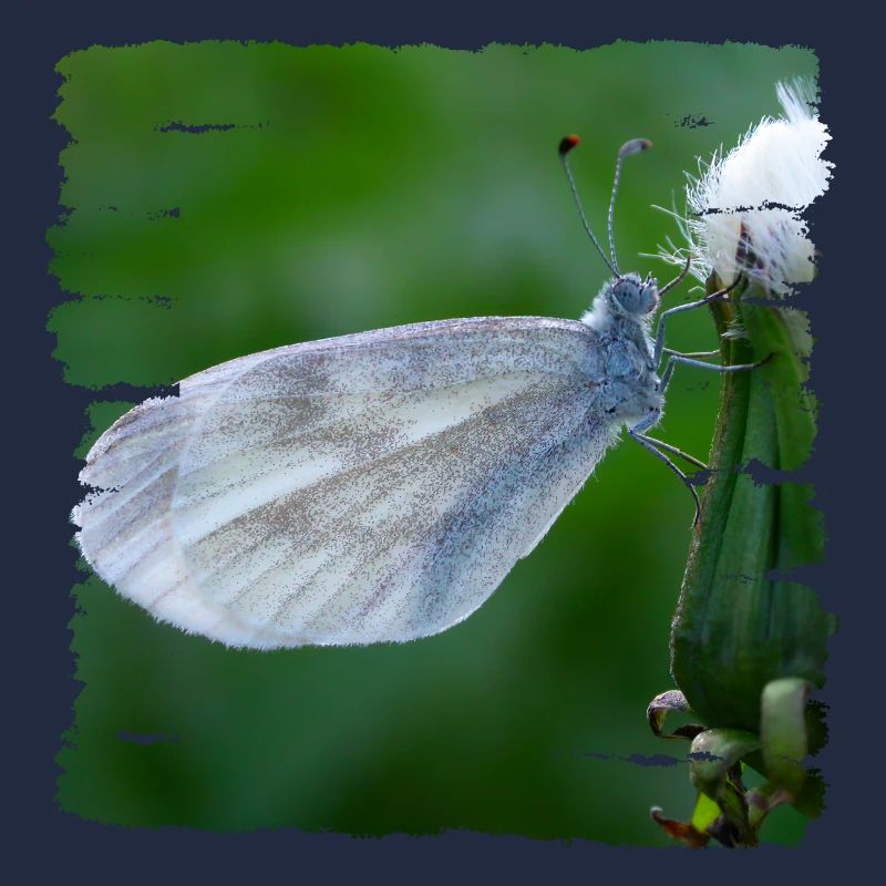 Papillon reposant sur un chardon