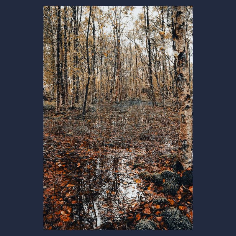 Wald