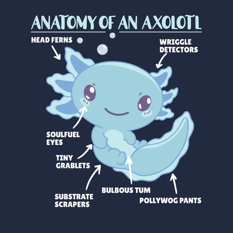 Axolotl Explication Anatomie d’un Axolotl