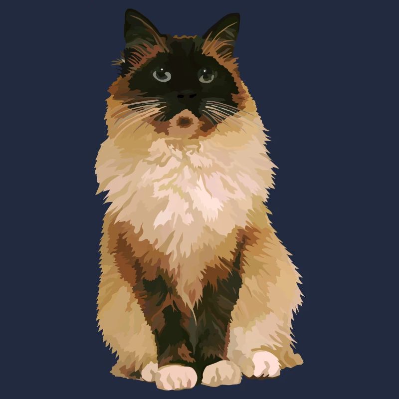 Ragdoll-Katze 1