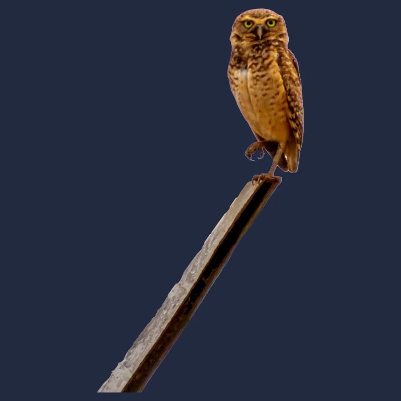 Es ist schön, eine Eule