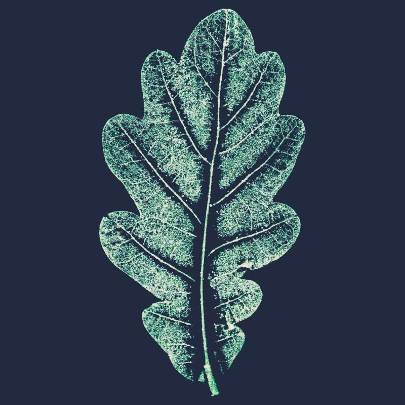 Eichenblatt - Helles Naturgrün- Blatt/ Eiche/ Baum