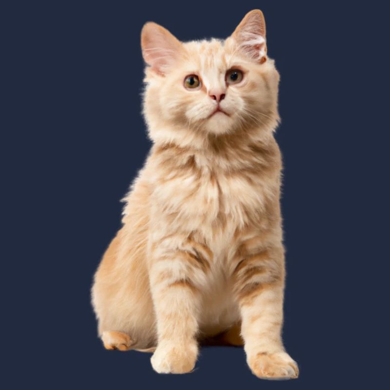 Chat roux