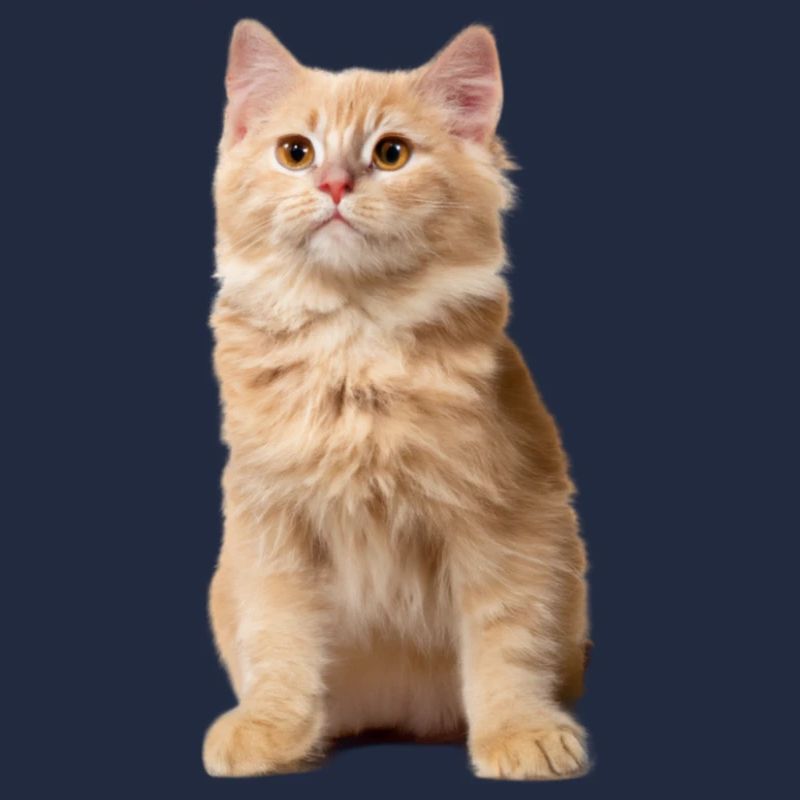 Chat roux