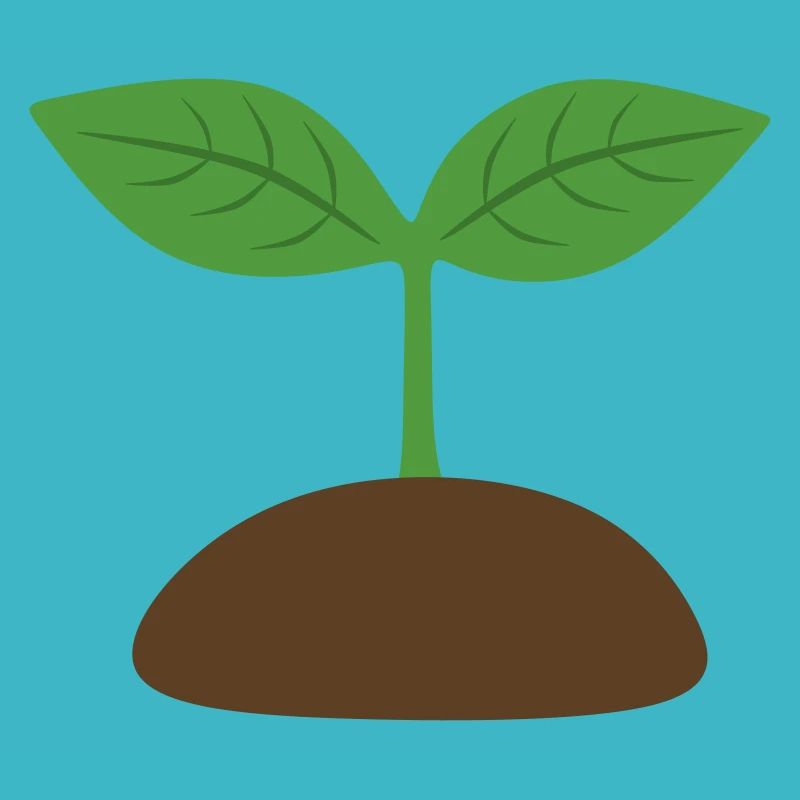 Seedling