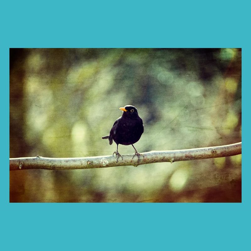 Die Amsel