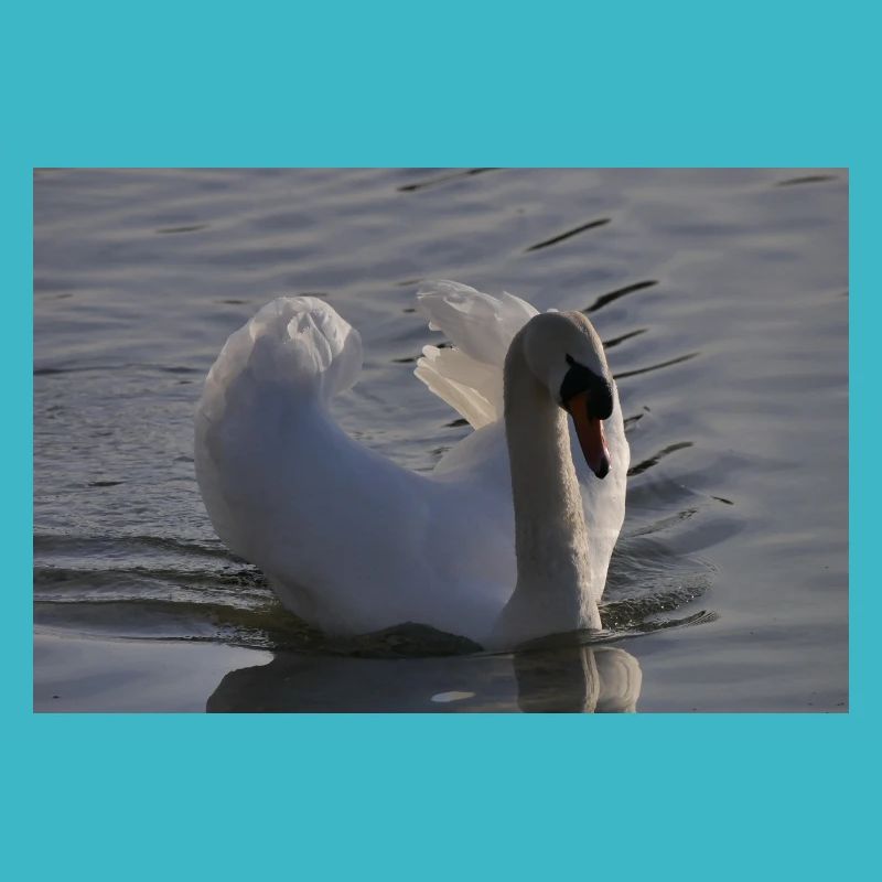 Schwan Poster