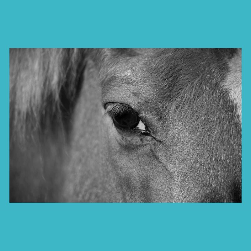 Oeil de cheval