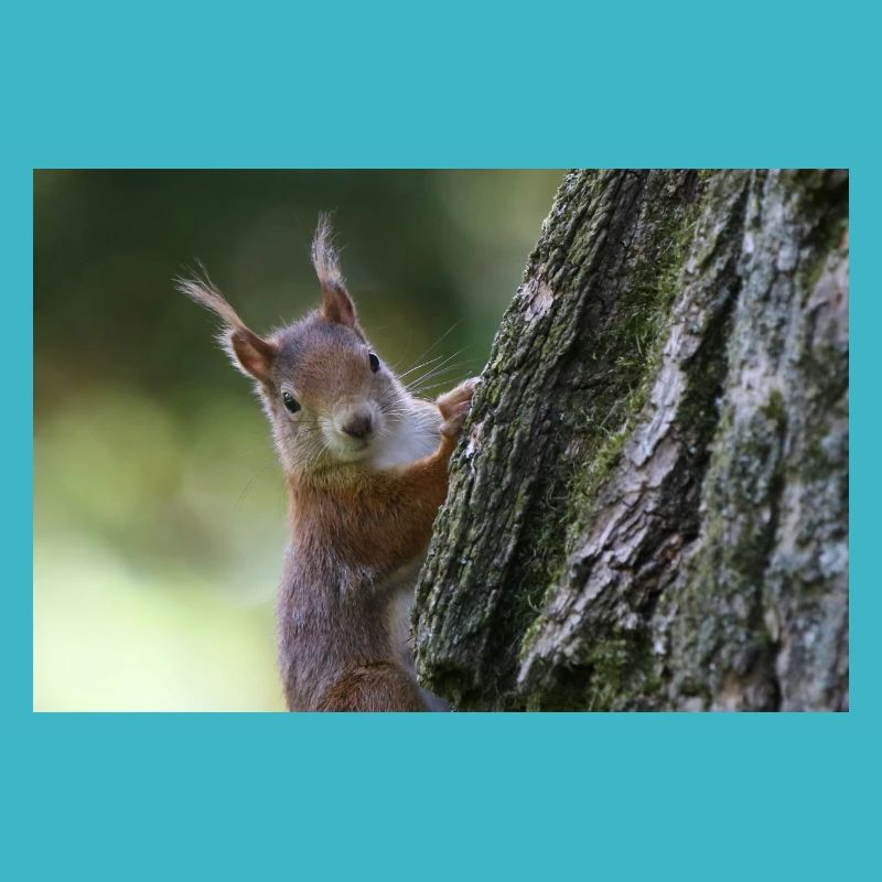 Eichhörnchen,Isibat