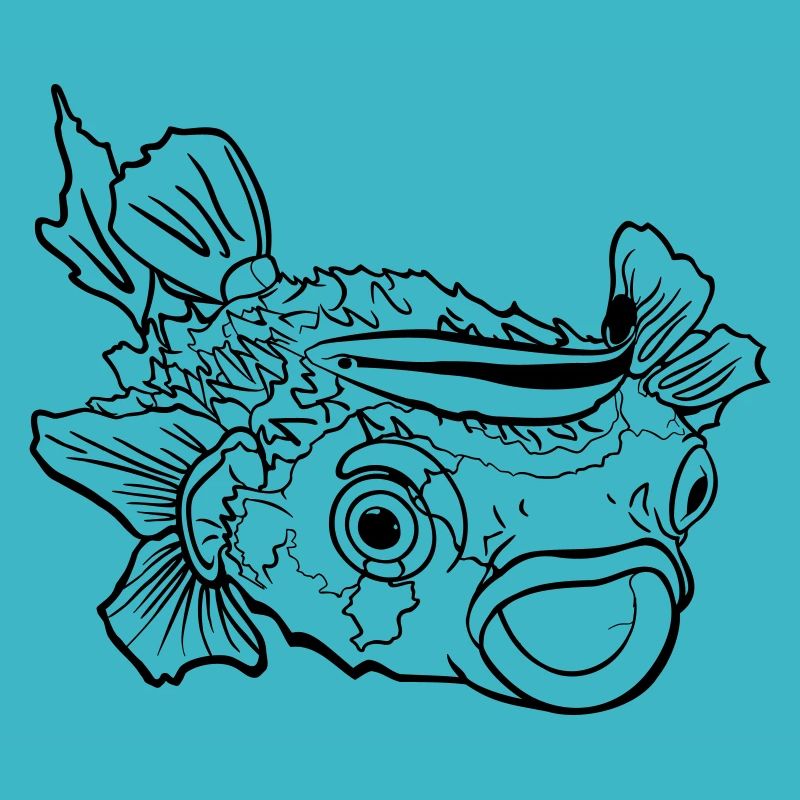 Kugelfisch Igelfisch und Putzerlippfisch Symbiose