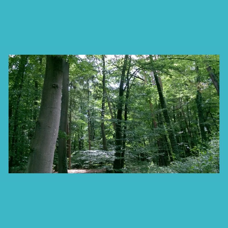 forêt