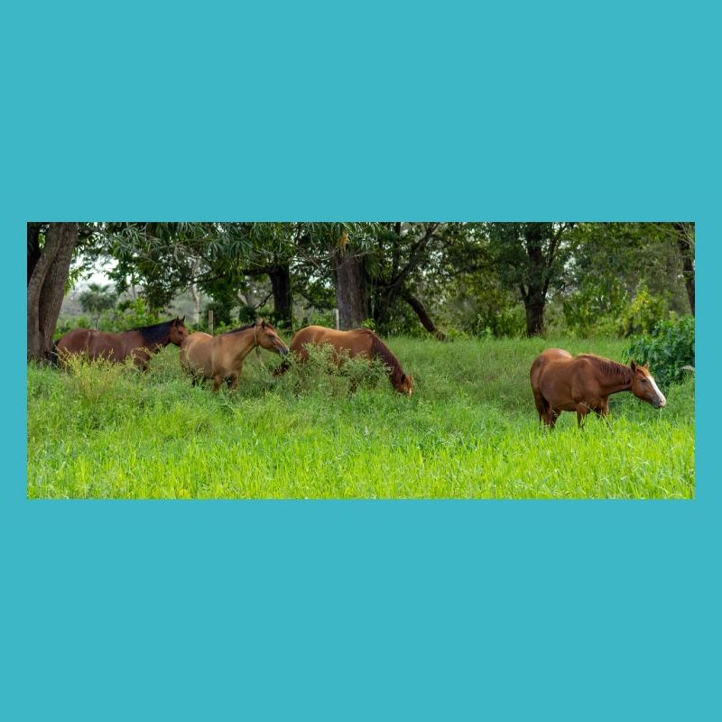 chevaux dans le pré