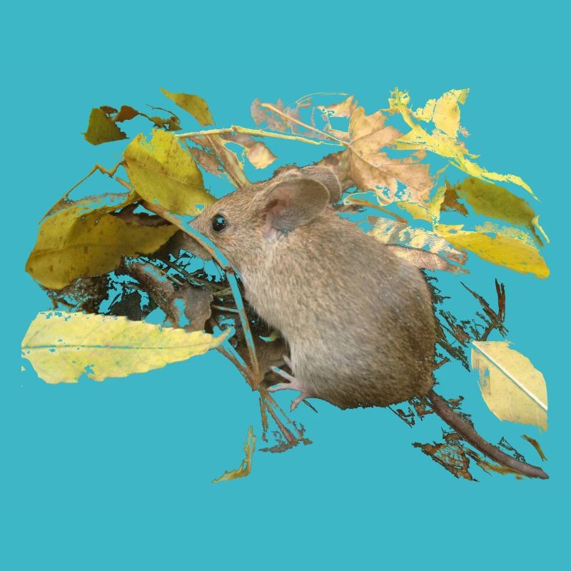mouse in foliage