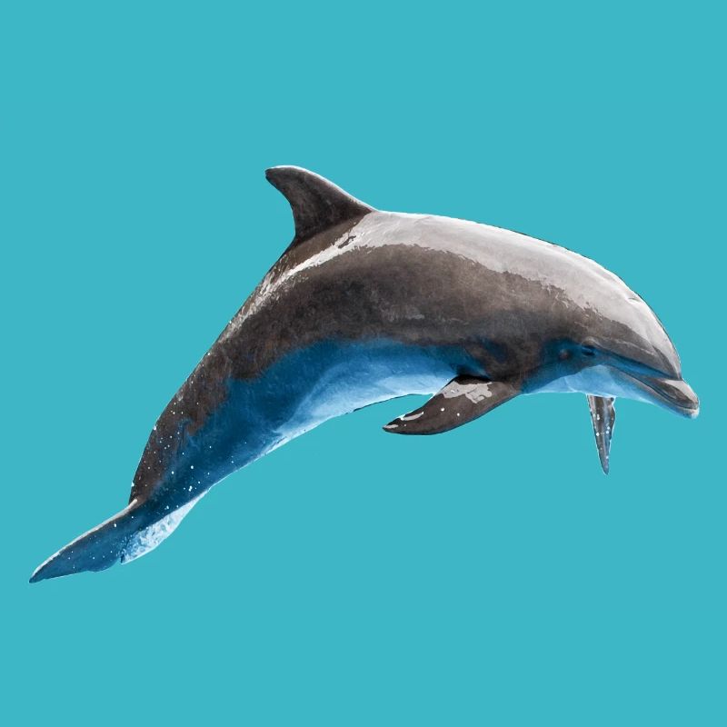 Saut de dauphin, Poisson, Naturel