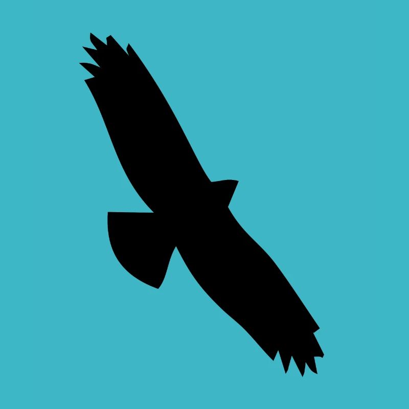 Bird Eagle Birds Fly