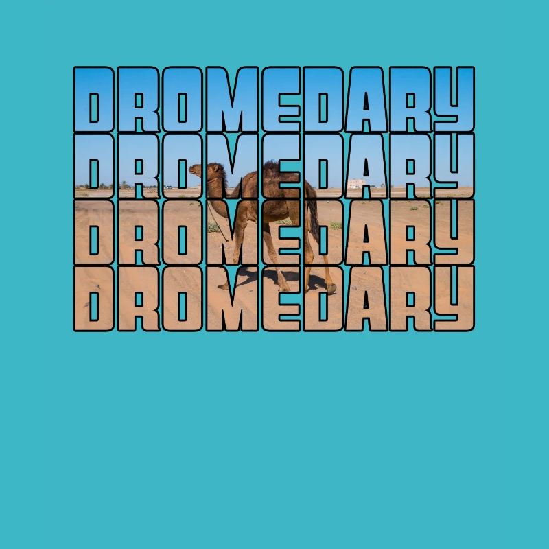Dromadaire