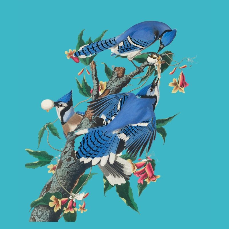 Audubon Blue Jay