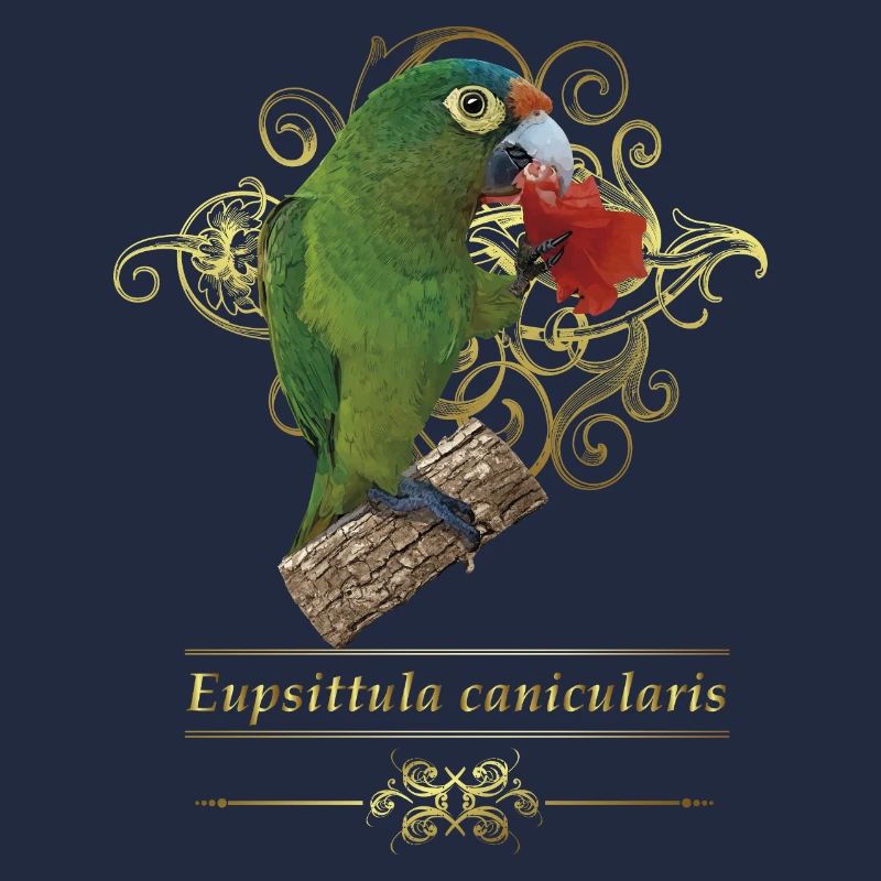 La perruche à front orange